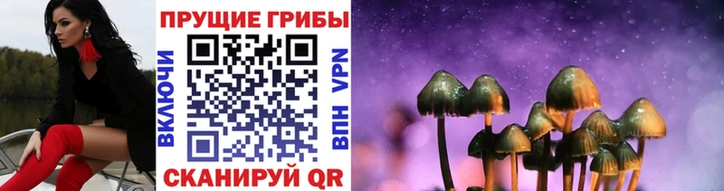 что такое   Торопец  Галлюциногенные грибы GOLDEN TEACHER 